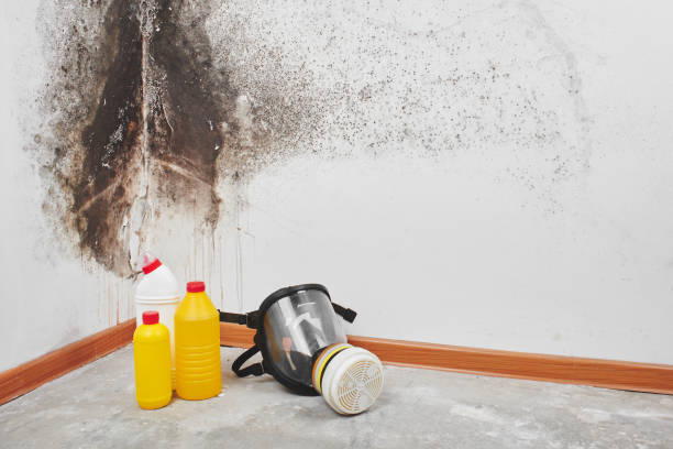 Best Local Mold Removal Service  in Colbert, OK