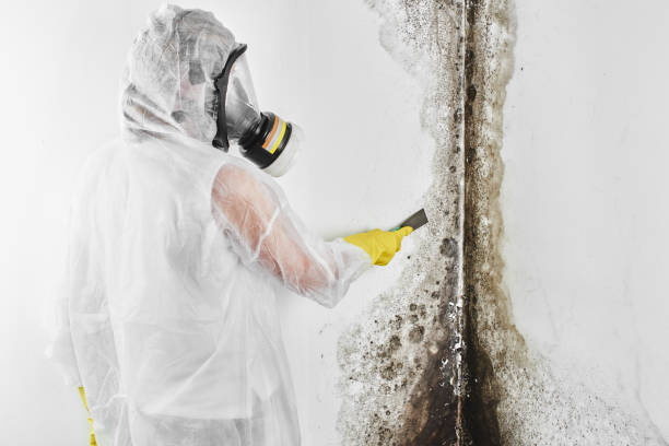Best Affordable Mold Removal  in Colbert, OK