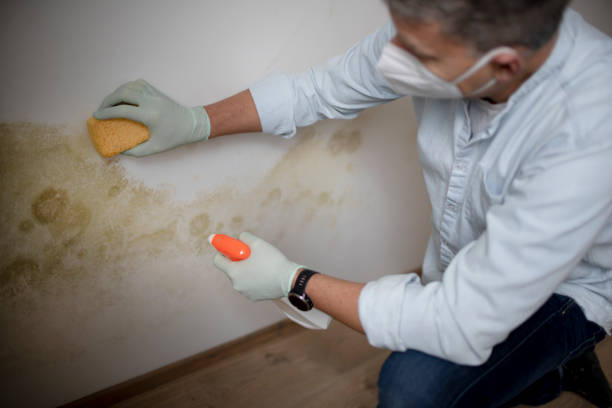 Best Mold Damage Repair  in Colbert, OK