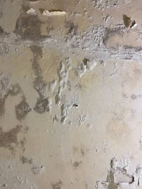 Best Professional Mold Removal  in Colbert, OK
