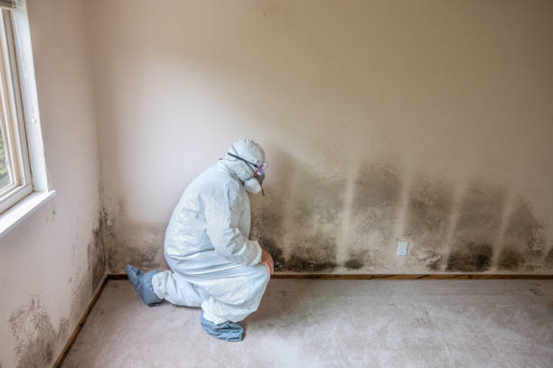 Best Fast Mold Removal  in Colbert, OK