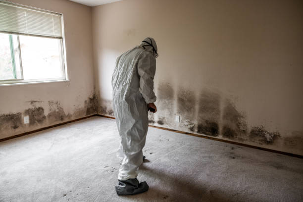 Best Mold Testing and Removal  in Colbert, OK
